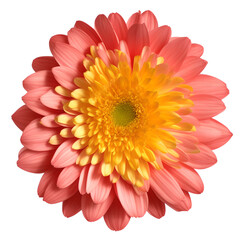 Fototapeta premium chrysanthemum flower close up marco good for design