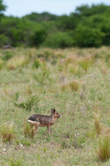 Patagonian cavi in Pampas grassland environment, La Pampa Province, , Patagonia , Argentina