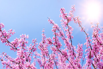 Obraz na płótnie Canvas Spring tree with pink flowers. Spring border or background art with pink blossom. Beautiful nature scene with blossoming tree and sunlight.