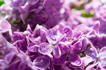 Macro image of spring soft violet lilac flowers, natural seasonal floral background.