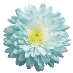 chrysanthemum flower close up marco good for design
