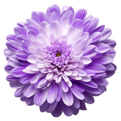 chrysanthemum flower close up marco good for design