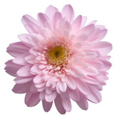 chrysanthemum flower close up marco good for design