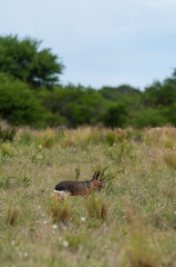 Patagonian cavi in Pampas grassland environment, La Pampa Province, , Patagonia , Argentina