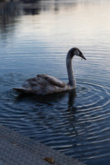 Swan on the water 