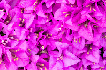 pink bougainvillea, blooming flower, good for background, single focus, blurred pink backdrop