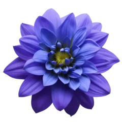 Fototapeten dahlia flower close up marco good for design © slowbuzzstudio