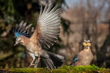 Eurasian jay 
Garrulus glandarius