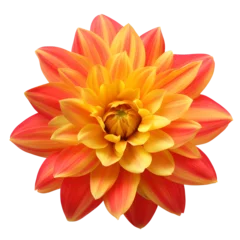Foto op Canvas dahlia flower close up marco good for design © slowbuzzstudio