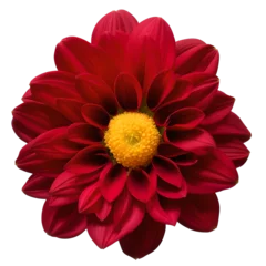 Selbstklebende Fototapeten dahlia flower close up marco good for design © slowbuzzstudio