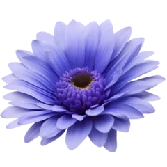 Fotobehang gerbera flower close up marco good for design © slowbuzzstudio
