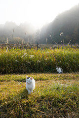 野辺の猫たち
