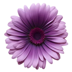 Fotobehang gerbera flower close up marco good for design © slowbuzzstudio