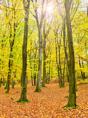 Autumn landscape with trees with yellow leaves and fallen leaves on the ground in the autumn forest. Vertical frame.