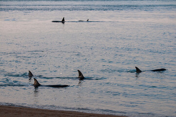 Killer whale family, hunting sea lions on the paragonian coast, Patagonia, Argentina