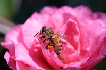 寒椿と西洋目ミツバチ
