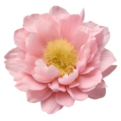 peony flower close up marco good for design