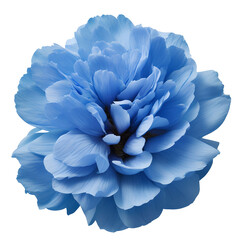 peony flower close up marco good for design