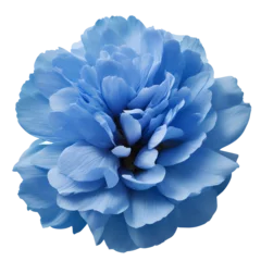 Foto op Plexiglas peony flower close up marco good for design © slowbuzzstudio