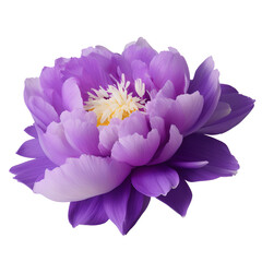peony flower close up marco good for design