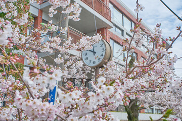 春　桜　時計
