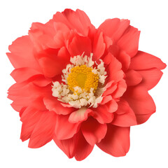 peony flower close up marco good for design - obrazy, fototapety, plakaty