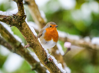 Cute Robin bird sitting on snow covered branch with flowers.