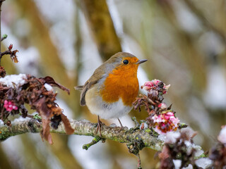 Cute Robin bird sitting on snow covered branch with flowers.