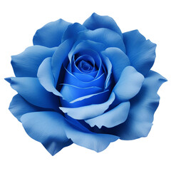 rose flower close up marco good for design