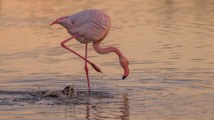 Pink flamingo on a pond of Camargue, France