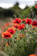 Red poppies in field