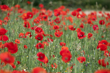 Red poppies in field