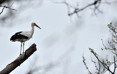 Stork bird standing on a tree branch in winter