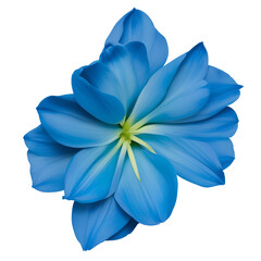 tulip flower close up marco good for design