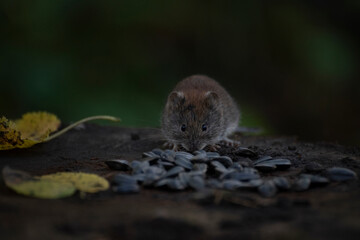 Common wood mouse