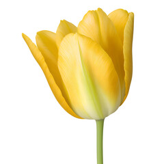 tulip flower close up marco good for design