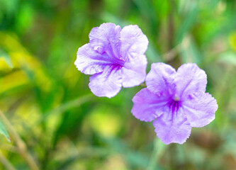 Purple Ruellia tuberosa flower beautiful blooming flower green leaf background. Spring growing purple flowers and nature comes alive