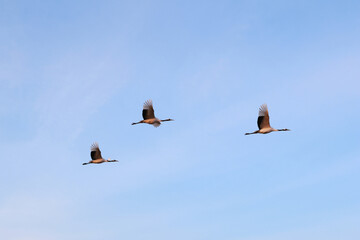 北海道にいるタンチョウ