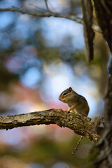 北海道にいるシマリス