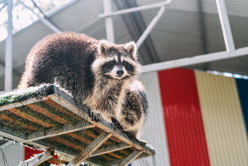 Gray raccoon asking food close up