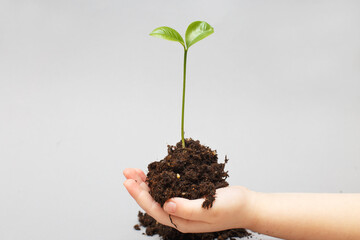 Green sprout growing from soil and a kids hands protecting it isolated on a gray paper background.