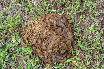 Photography on theme fresh cow dung lies on manure animal farm