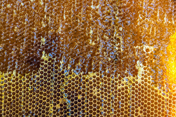 Drop of bee honey drip from hexagonal honeycombs filled with golden nectar