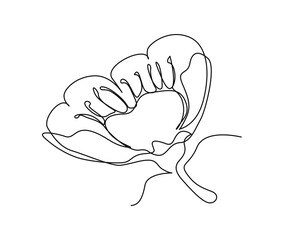 Continuous one line drawing of cherry blossom. Simple flower blossom line art vector illustration.