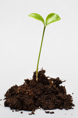 Small sprout seedling in a pile of soil isolated on a gray paper background close