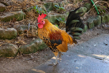 rooster in the yard