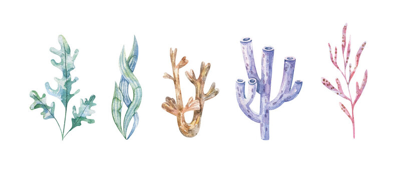 Marine plants and aquatic algae. Watercolor Algae set illustrations isolated on white backgroud. Undersea flora, nautical plants, botanical illustration