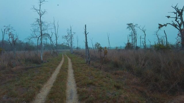 Driving on a misty morning in Tadoba National Park, Agarzari buffer zone