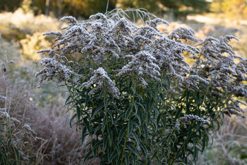 Frosty Grass