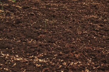 Young germinated wheat germ, sprouts and seeds in the farm field earth with crops. Green rye cereals growing. Agricultural spring activity, gardening, ecology harvest concept. Yield agrarian barley